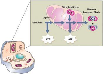 The Functions Of Carbohydrates In The Body Human Nutrition Edition