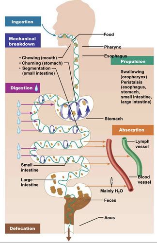 Gastrointestinal Tract GIT Flashcards Quizlet