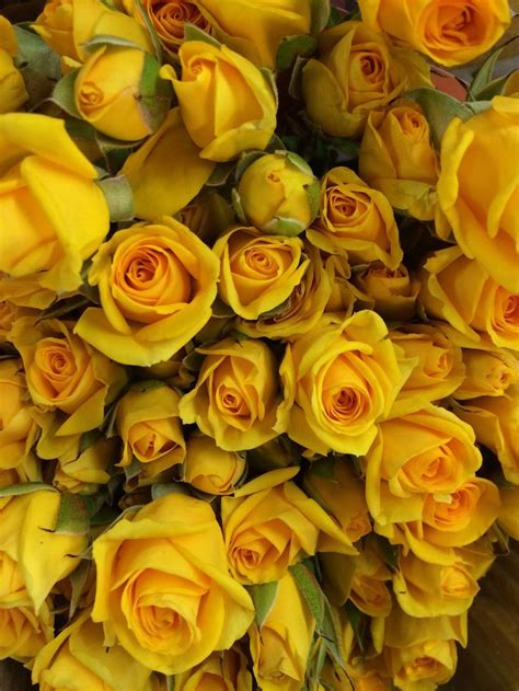 Yellow Babe Spray roses | Yellow flowers, Yellow roses, Spray roses