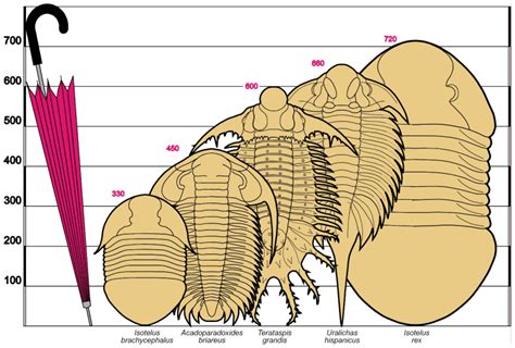 Pa Lo Que Hemos Quedao La Vida Sigue Su Camino Parte 2 Cuando Los Trilobites Dominaron La