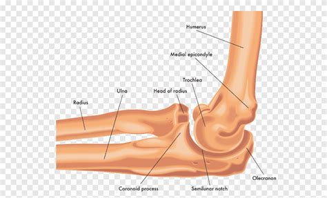 Olecranon Anatomy