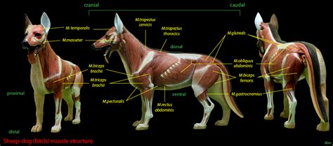 Dog anatomy, Muscle structure, Dogs