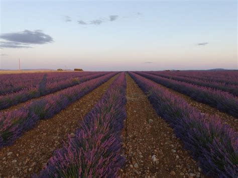 Visiting the Lavender Fields of Provence - Lou Messugo Holiday Rental ...