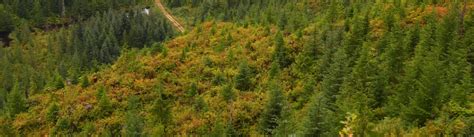 Logging On The Tongass National Forest Ground Truth Alaska