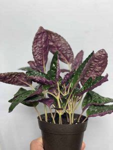 The Ultimate Guide To Caring For The Exotic Purple Waffle Plant