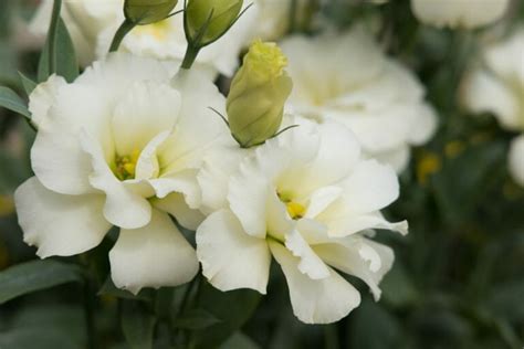 Le Lisianthus Blanc Langage Des Fleurs Et Culture Interflora