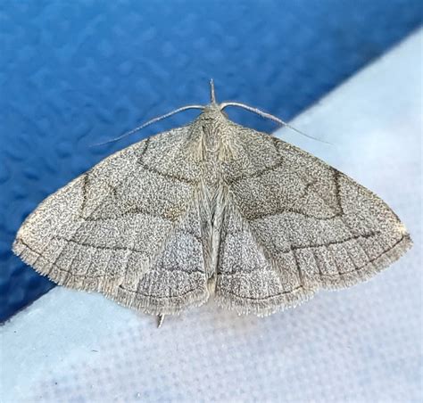 Zanclognatha Pedipilalis BugGuide Net