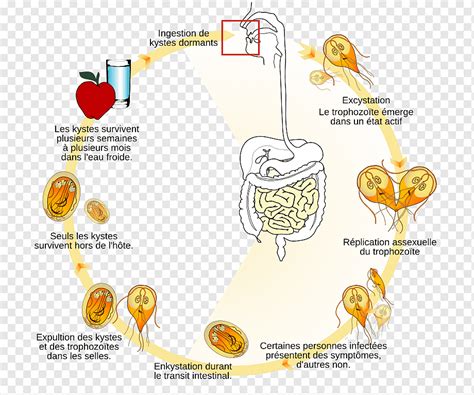 Life Cycle Of Giardia Lamblia