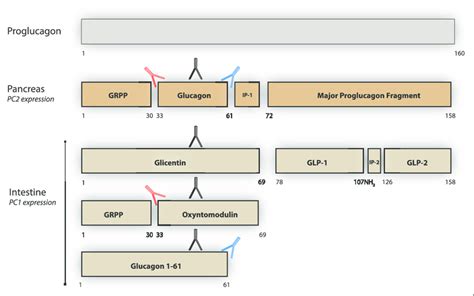 Tissue Specifi C Processing Of Proglucagon In The Pancreatic Cell