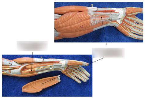 Muscles Of The Forearm Pt Model Diagram Quizlet