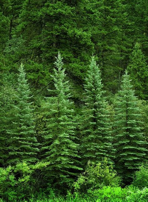 Lush Green Pine Trees Forest In Wilderness Stock Image Image Of