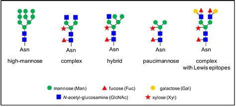 Plants Free Full Text N Glycoproteins In Plant Cell Walls A Survey