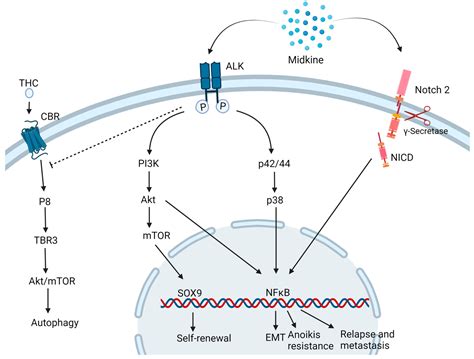 Ijms Free Full Text Role Of Midkine In Cancer Drug Resistance