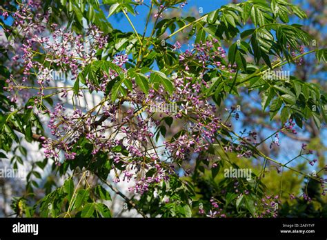 Pretty Flowers Of White Cedar Scientific Name Melia Azedarach Known As