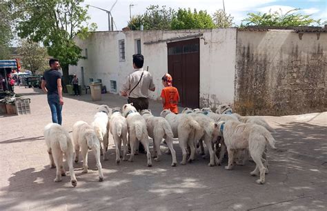 Xito De La Vi Edici N De La Feria De Caza Y Ocio De Campillo De