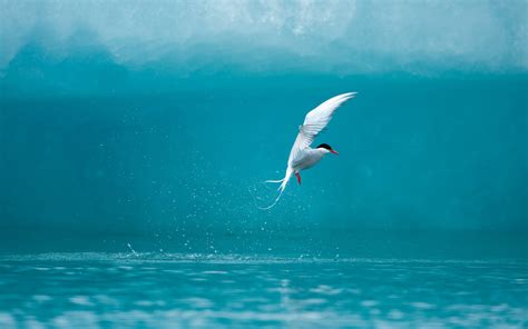 Graceful Arctic Tern In Stunning Waters