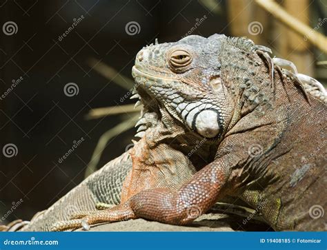 Green Iguana Stock Image Image Of Teeth Dewlap Lizard 19408185