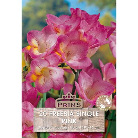 Freesia Single Pink 20 Bulbs