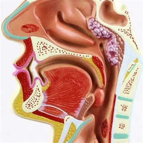 NORMAL HUMAN NASAL Mouth Cavity Throat Model Anatomical Model Anatomy