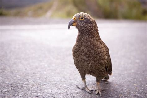 A Kea parrot in the Milford Sound (New Zealand); Photo: Thomas A | The ...