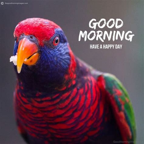 20 Beautiful Good Morning With Parrot Good Morning Wishes