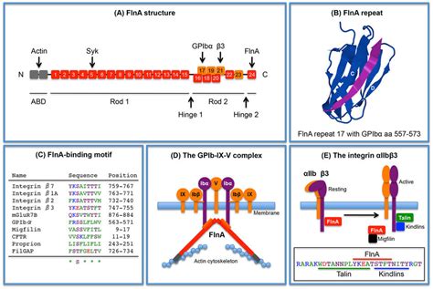 (A) Schematic structure of FlnA. GPIbα, β3 and Syk bind to FlnA repeats ...