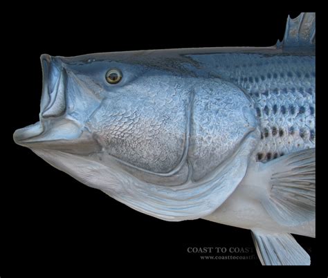 Striped Bass Fish Mounts And Replicas By Coast To Coast Fish Mounts