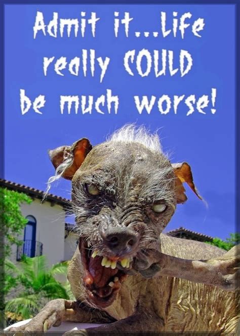 Really Ugly Dog - 40 Dogs So Ugly They're Actually Cute | Best Life - Monikers based on your ...