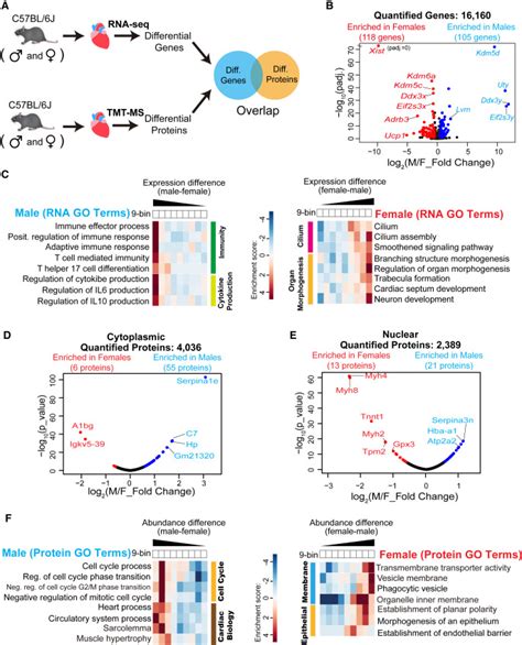 Cardiac Proteomics Reveals Sex Chromosome Dependent Differences Between