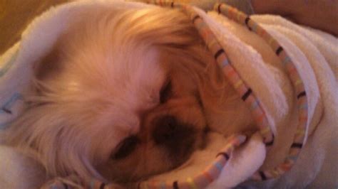 Bijou Kingsley Pekingese Pekingese Sleeping Dogs Pekingese Dogs