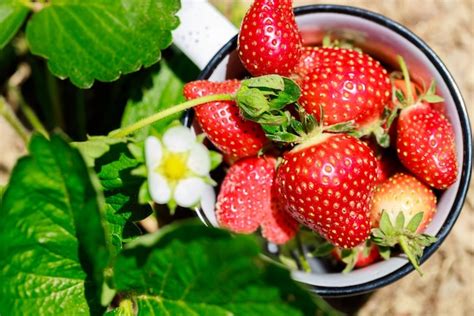 Premium Photo | Strawberry plants grow in garden with white flowers