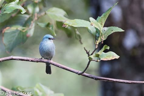 Mostly Indian Birds Birds Of Uttarakhand