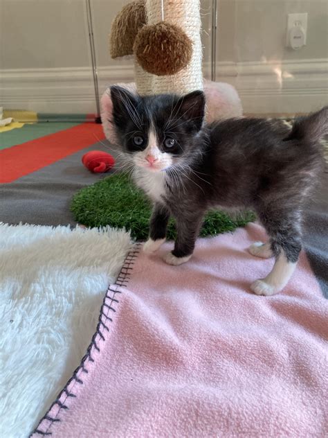 New foster programs will soon help expand the local schnoodle rescue 14