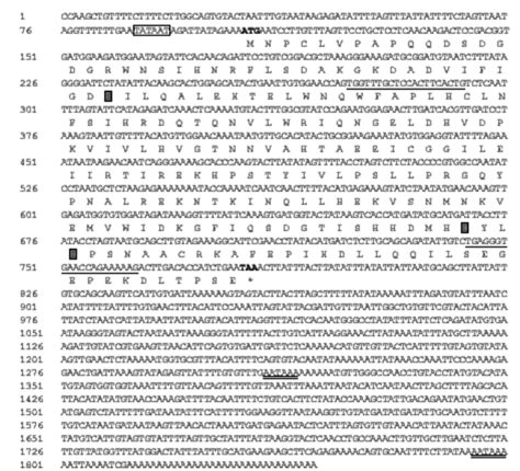 The Complete Nucleotide And Deduced Amino Acid Sequence Of The Homolog