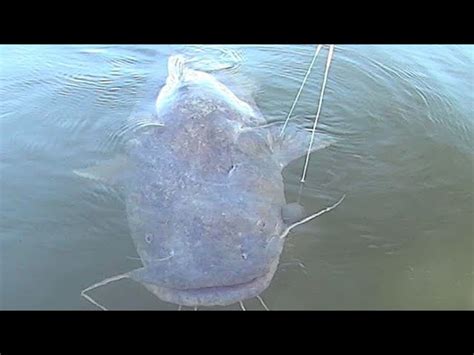 flathead catfish tips and techniques - Aquatic videos