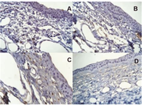 Histological Sections Immunohistochemical Evaluation Of The