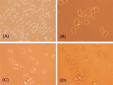 Morphology Of U Cells A Control B Dmso C D And D Lps