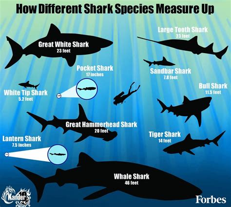 How Different Shark Species Measure Up [Infographic]