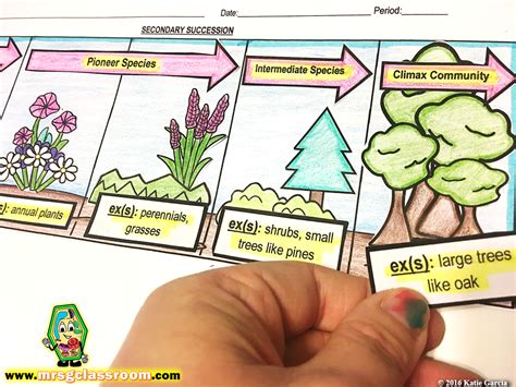 Ecological Succession Primary And Secondary Mrs Gs Classroom