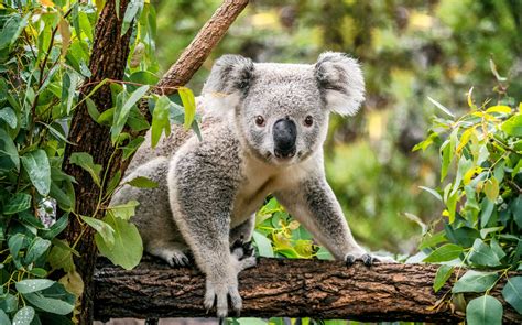 The Koala Is Now Officially Listed As Endangered Earth