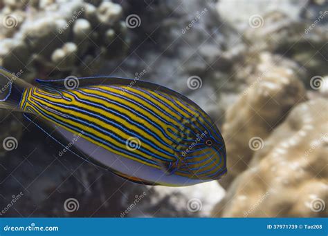 Striped Surgeonfish Acanthurus Lineatus Stock Image Image Of Banded