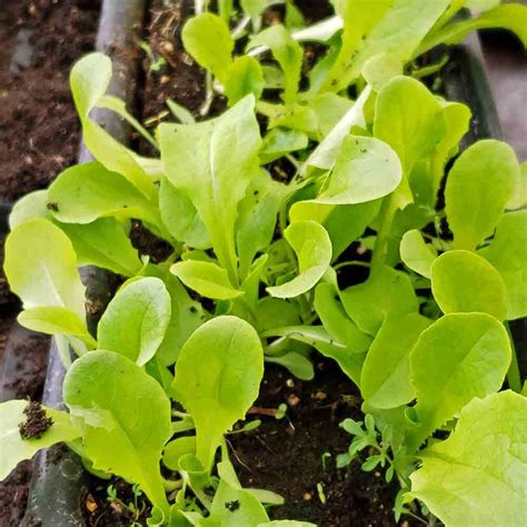 Buttercrunch Bibb Heirloom Lettuce Seeds Terroir Seeds