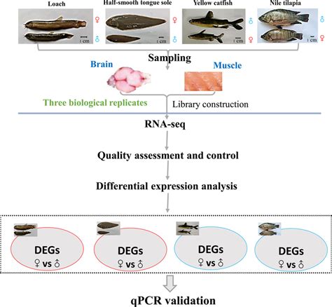 Flow Chart Of Comparative Transcriptome Analysis Download Scientific