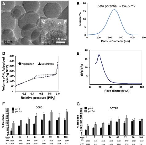 Characterizations Of Protocells A Tem Image Of Mesoporous Silica