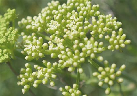 Heracleum Mantegazzianum Herkulesstaude Riesen B Renklau B Renkralle