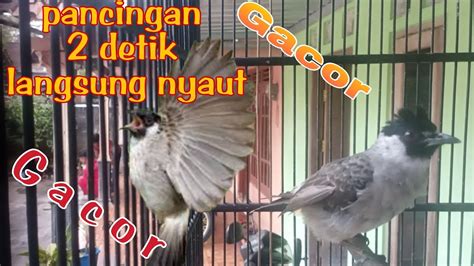 Pancingan Burung Kutilang Biar Cepat Gacor Ampuh Putar Langsung Nyaut