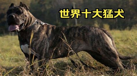 世界十大猛犬，藏獒能否位列第一。最狠的竟然可以单挑美洲狮 Youtube