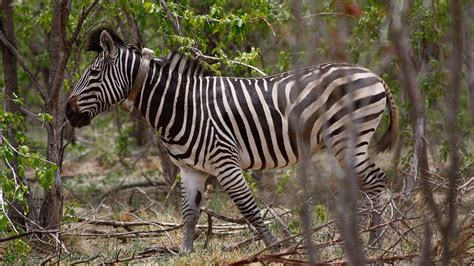 Zebra Episodes Nature S Great Race