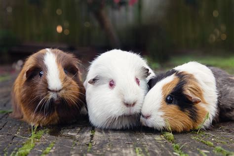13 Things to Know Before Getting a Guinea Pig