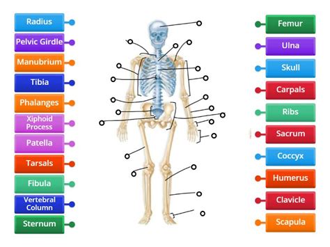 Label the Skeleton - Labelled diagram